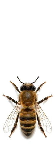 Abeille (Apis mellifera)
