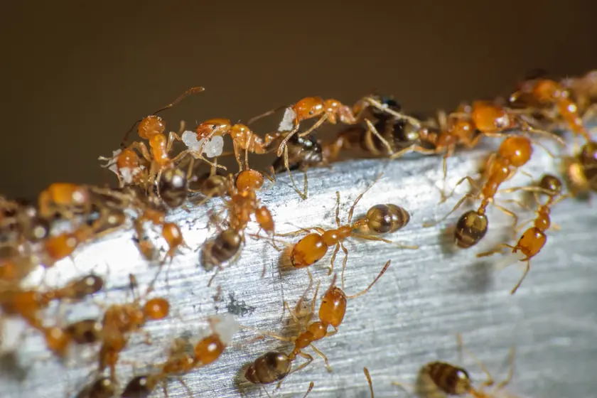 Fourmis pharaon (Monomorium pharaonis), petites et jaune clair