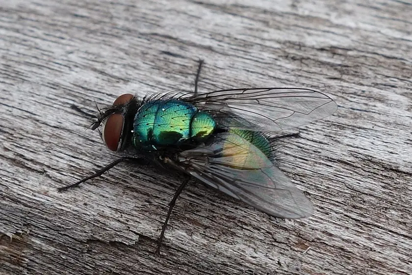 Mouche à viande à l'abdomen vert métallisé (calliphoridé)