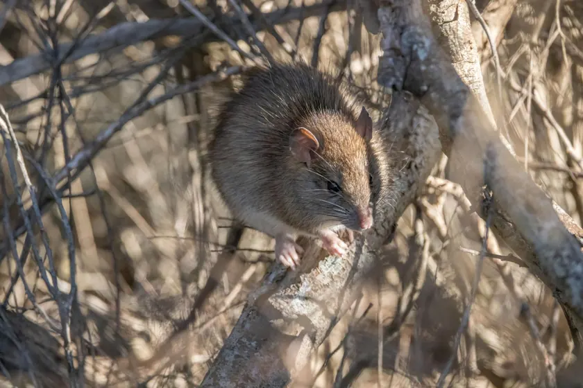 Surmulot ou rat brun (Rattus norvegicus)